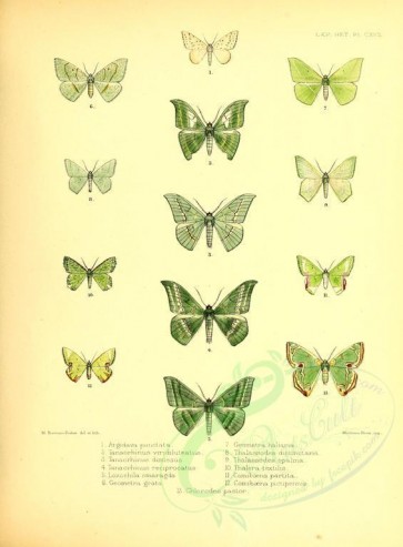 butterflies-11541 - image [3063x4161]