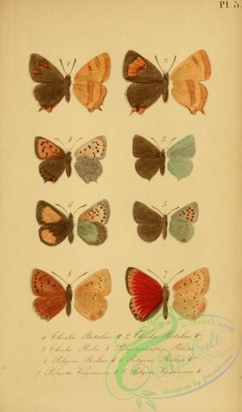 butterflies-12890 - 005