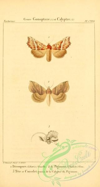 butterflies-13337 - 186