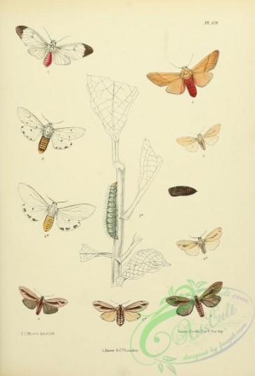 butterflies-13656 - 109