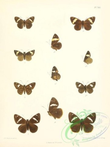 butterflies-13892 - 391