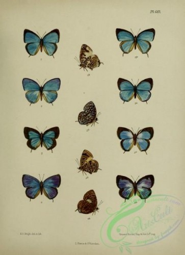 butterflies-14665 - 317