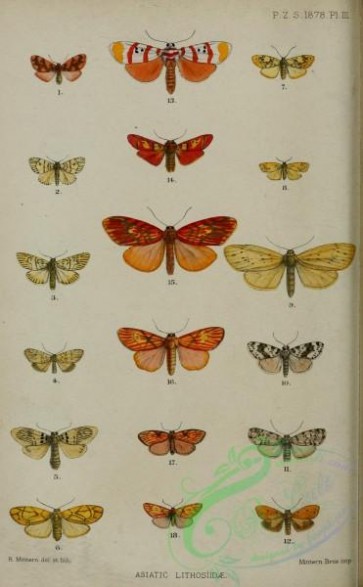 butterflies-14693 - 005