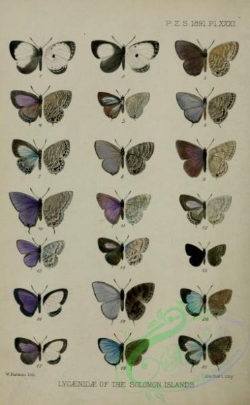 butterflies-14843 - 155