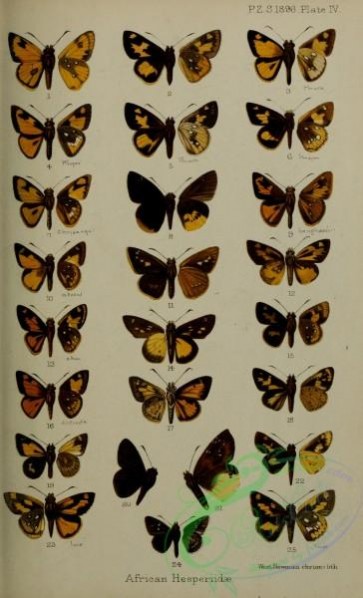 butterflies-14891 - 203