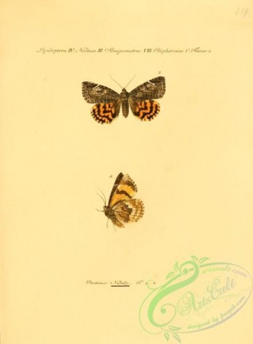 butterflies-15413 - 215