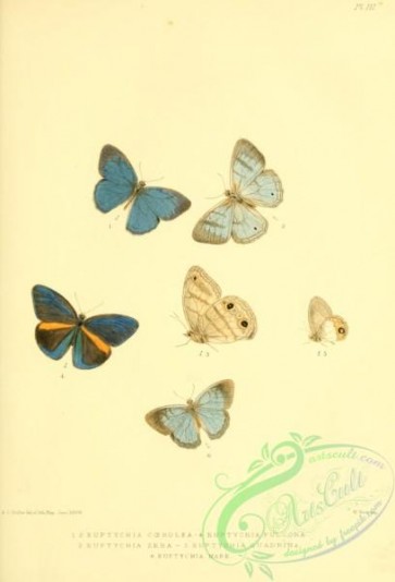 butterflies-16392 - 111