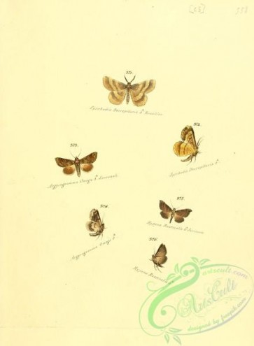 butterflies-16831 - 065