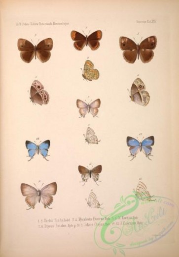 butterflies-17423 - 046