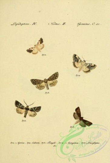butterflies-17638 - 224