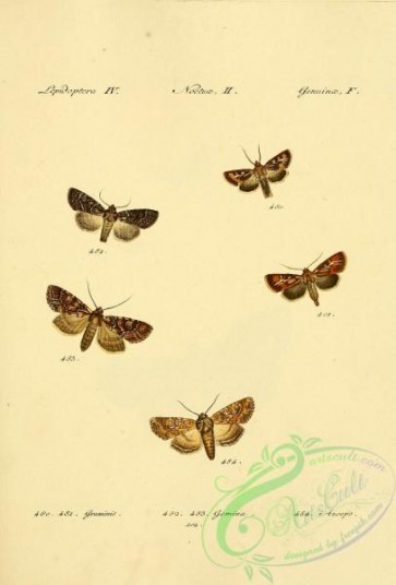 butterflies-17660 - 246