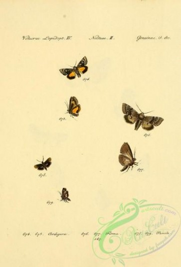 butterflies-17705 - 291