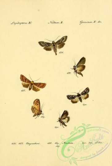 butterflies-17707 - 293