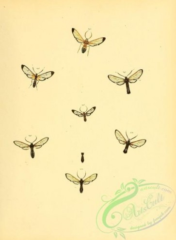 butterflies-17813 - 070