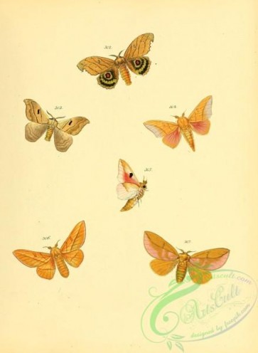 butterflies-17821 - 078