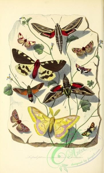 butterflies-17875 - 132