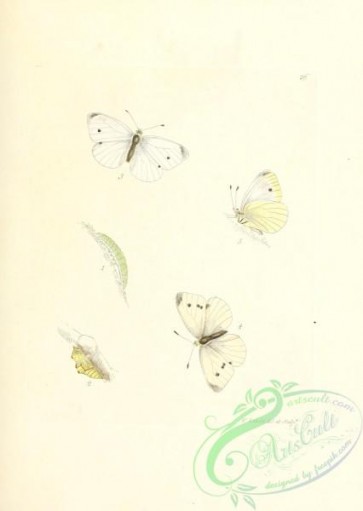 butterflies-17906 - 229