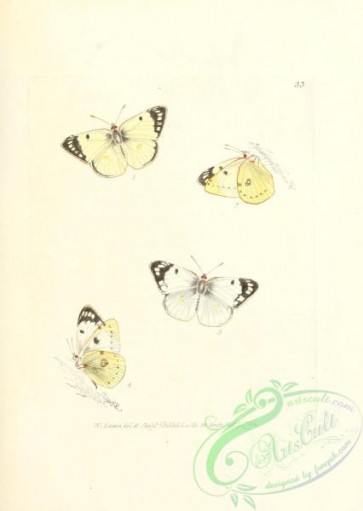 butterflies-17912 - 235