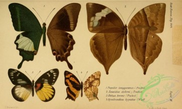 butterflies-17926 - 249