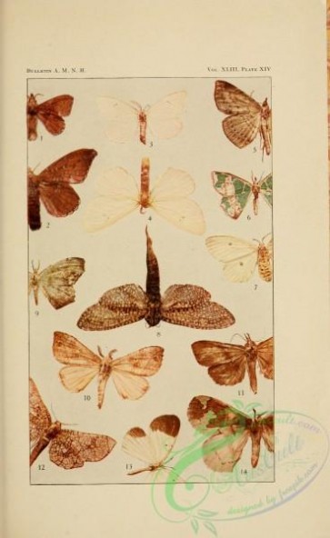 butterflies-17960 - 143