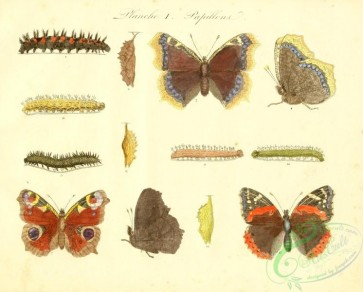 butterflies-17961 - 144