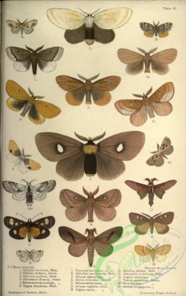 butterflies-17992 - 175