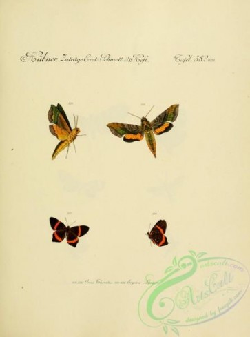 butterflies-18108 - 091