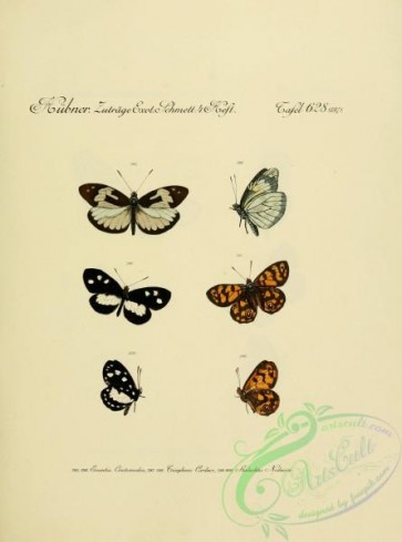 butterflies-18154 - 137