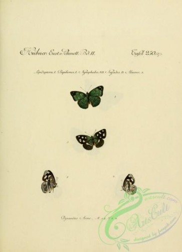 butterflies-18226 - 209
