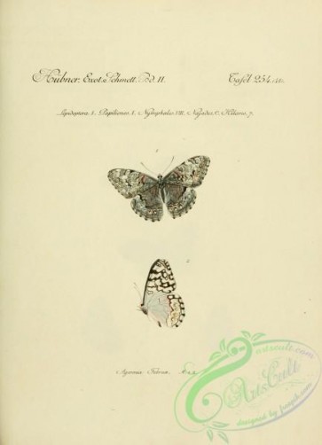 butterflies-18230 - 213