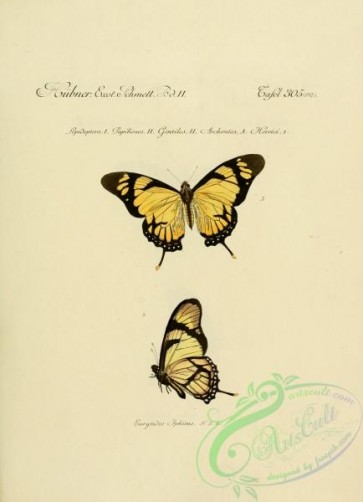 butterflies-18281 - 264