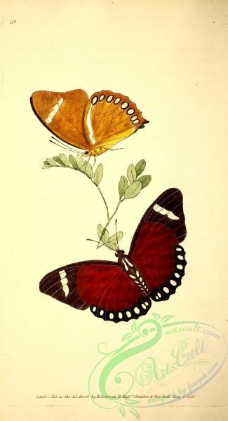 butterflies-18416 - 002