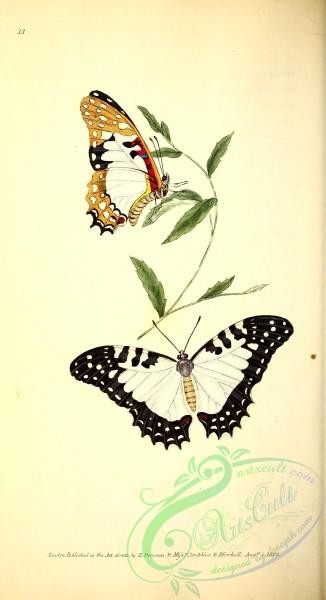 butterflies-18442 - 028
