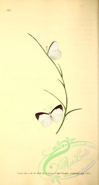 butterflies-18472 - 058