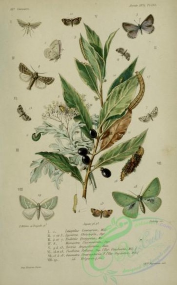 butterflies-18531 - 117