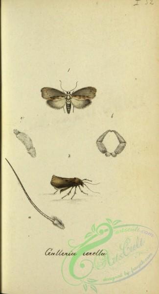 butterflies-18643 - 229