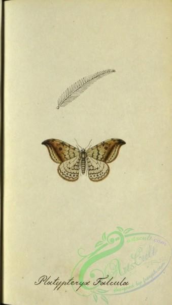 butterflies-18657 - 243