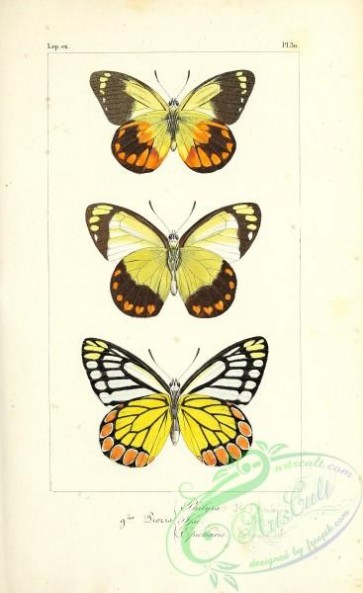 butterflies-18699 - 030