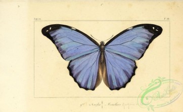 butterflies-18745 - 076