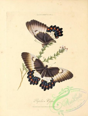 butterflies-18752 - 083
