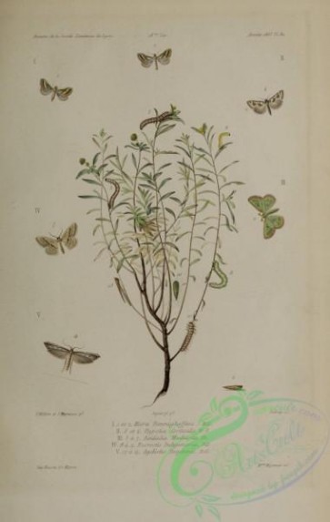 butterflies-18852 - 183