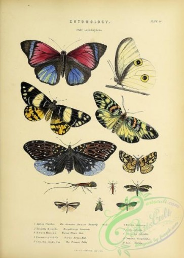 butterflies-18913 - 244