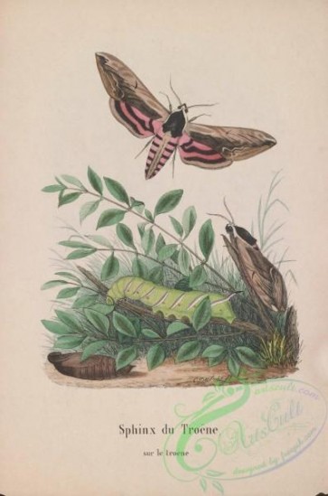 butterflies-18982 - 069