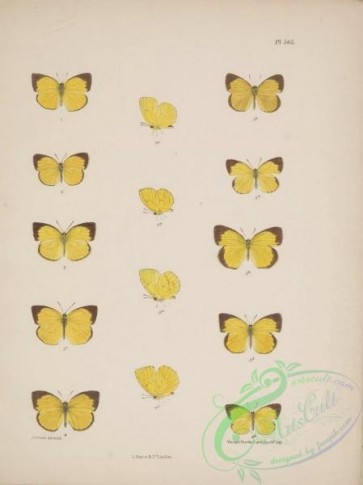 butterflies-19063 - 150