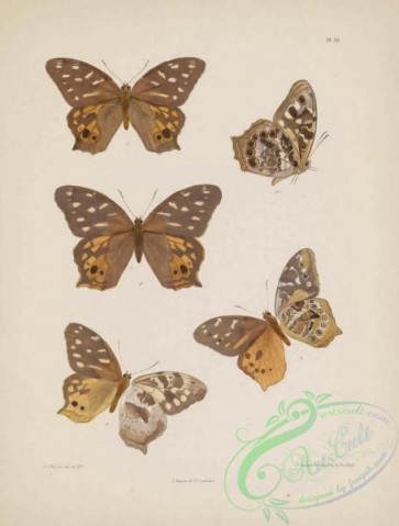 butterflies-19091 - 178