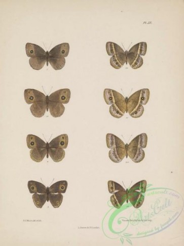 butterflies-19093 - 180