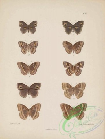 butterflies-19098 - 185