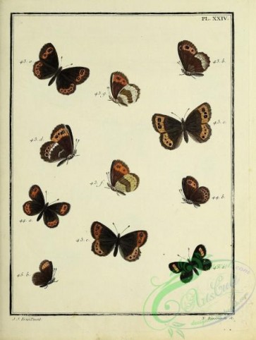 butterflies-19287 - 157