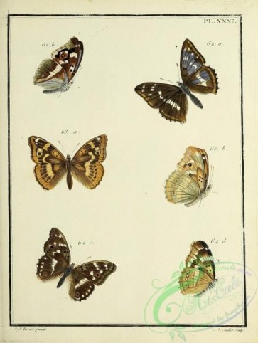 butterflies-19294 - 164