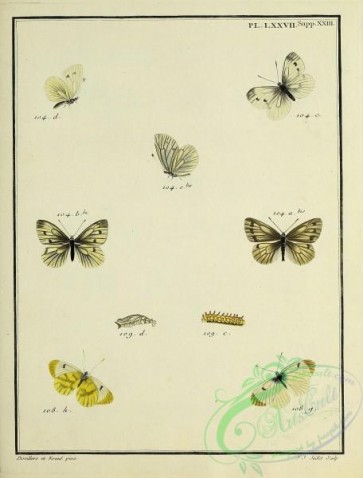 butterflies-19340 - 210